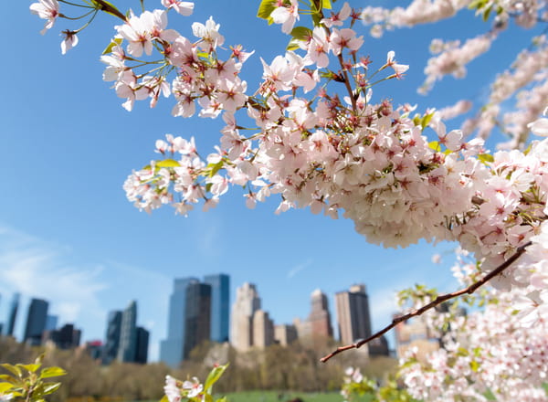 cherry blossom blooms with a city in the background