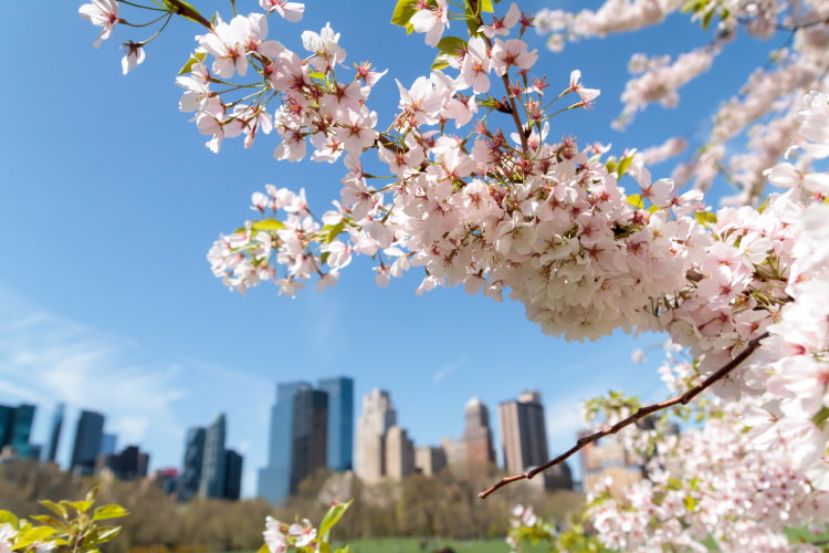 Cherry blossoms in New York City