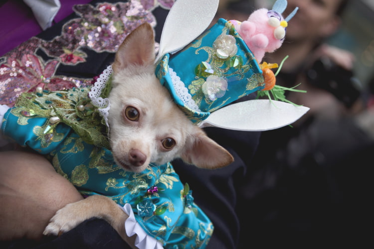 A puppy dressed up in a costume