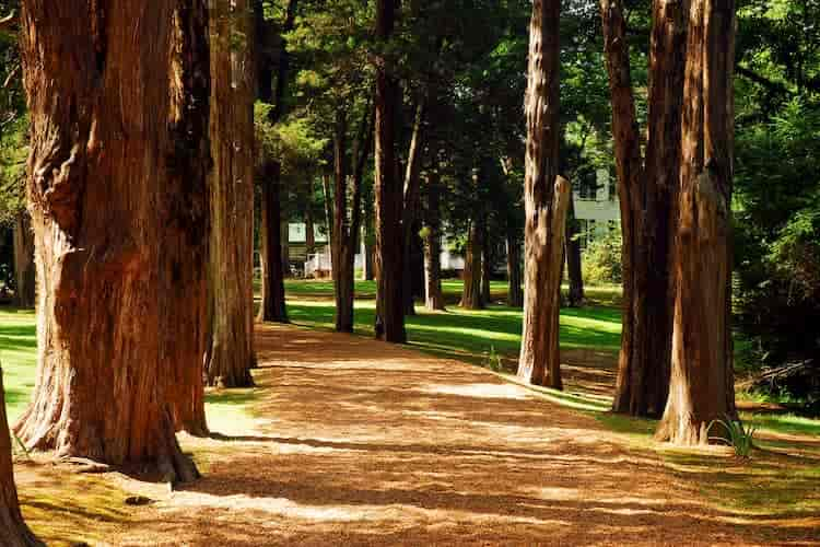 Woods near William Faulkner's home