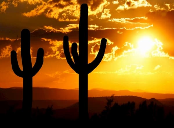 Cacti backlit but the sun in the evening