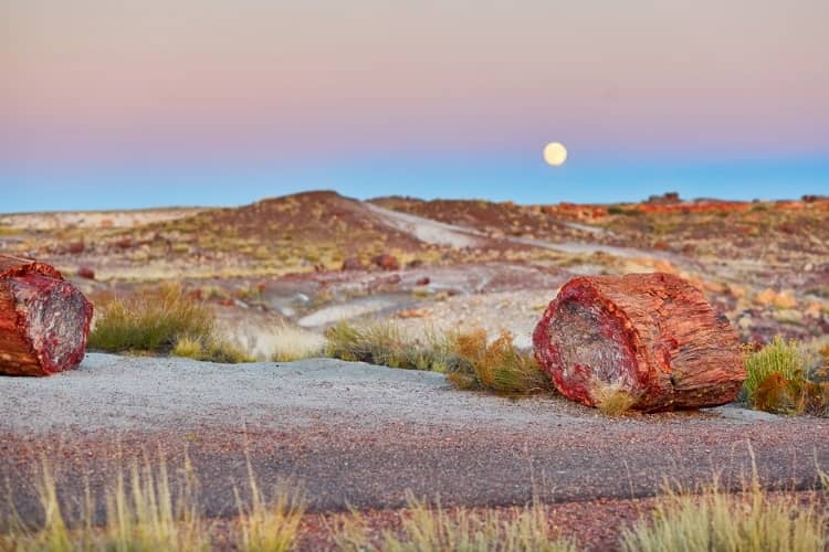 Petrified forest national park near Arizona