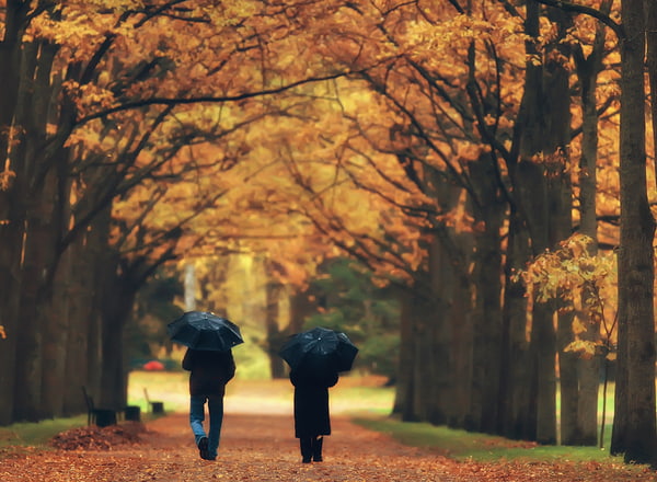 two people holding umbrellas walk through orange and yellow fall trees