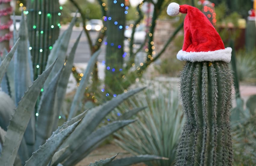 a santa hat rests on the arm of a big cactus surrounded by other arid-climate plants