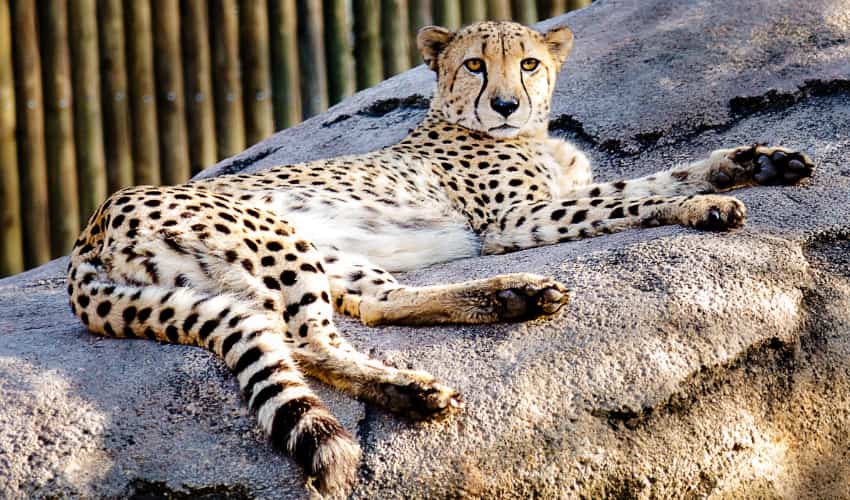 a cheetah lounges on a rock in the Houston Zoo