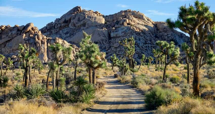 Mojave National Preserve