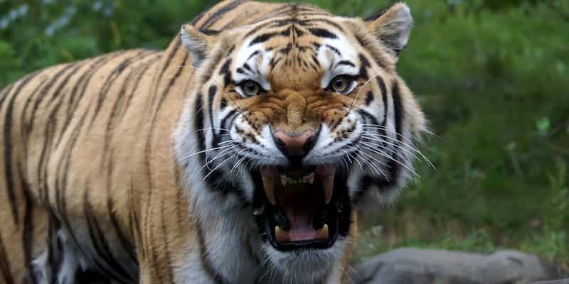 a tiger growl in the bronx zoo in new york city