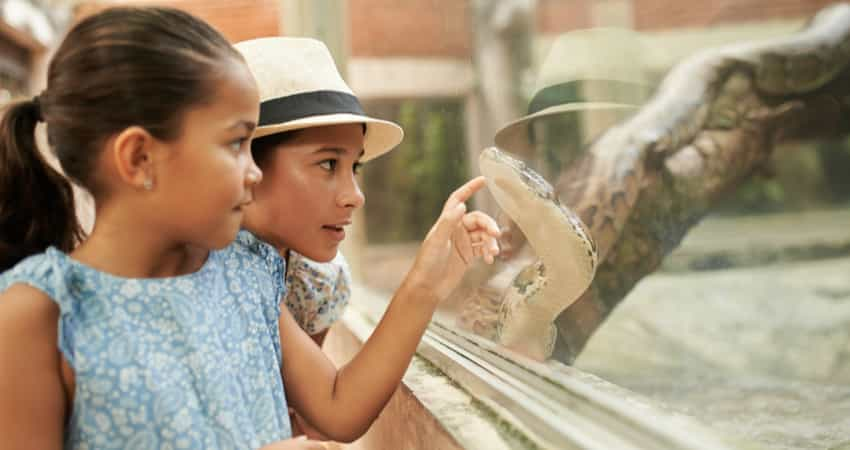 A child and adult looking at a reptile enclosure at the zoo