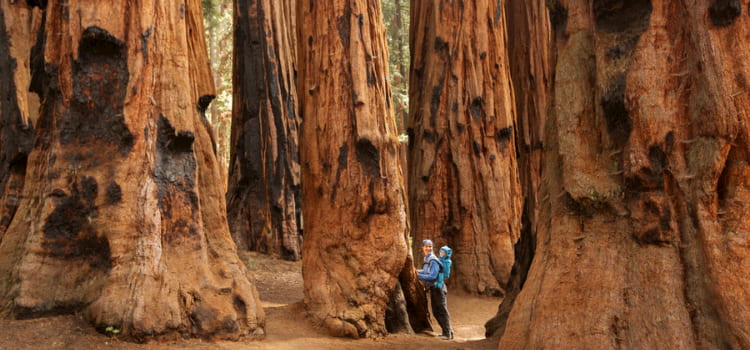 a mother and her child stand at the base of a huge sequoia tree