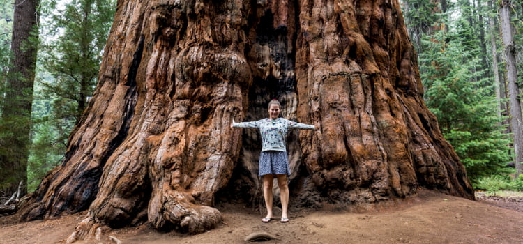 a hiker spreads her arms to show how large the base of a sequoia tree is