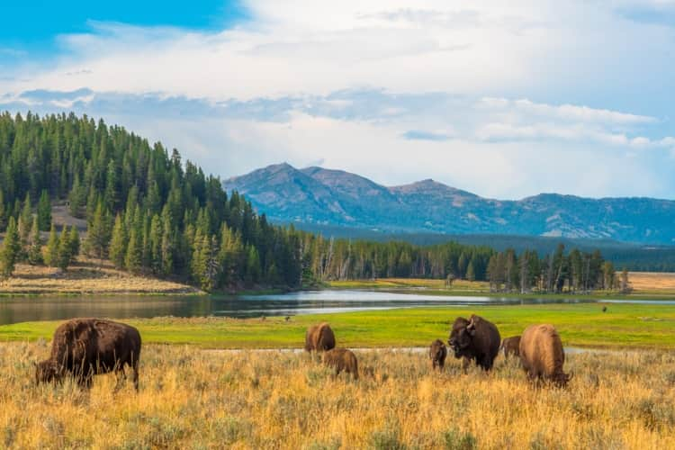 Hayden Valley at Yellowstone National Park