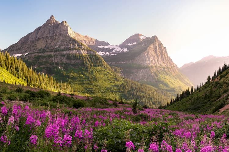 Glacier National Park fields of flowers