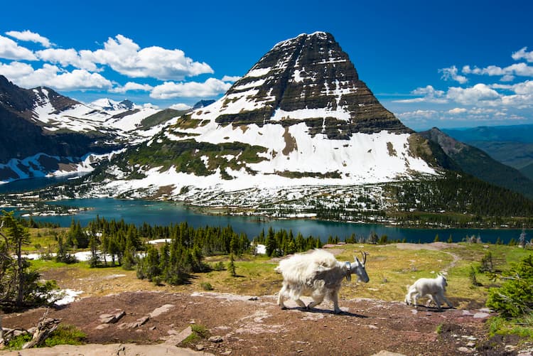 Goats in Glacier National Park near lake and mountain