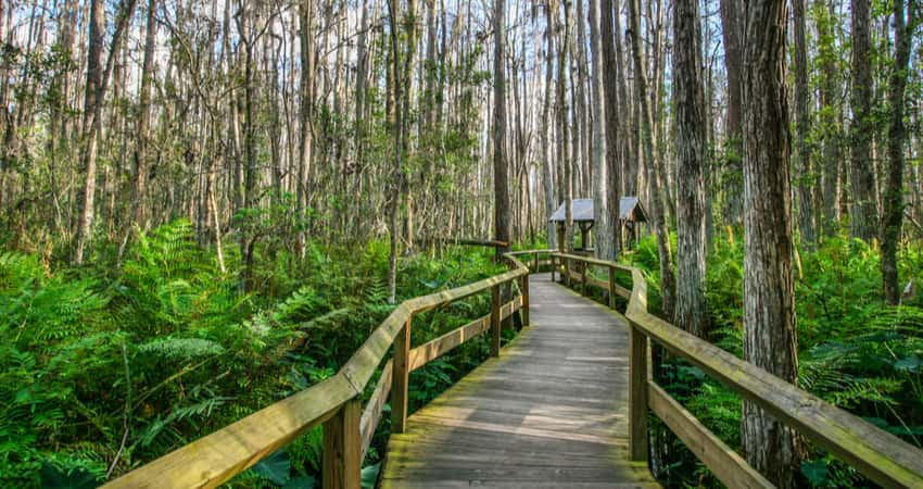 A wooden deck trail in Everglades National Park