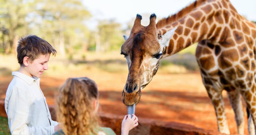 Two children feeding a giraffe at a wildlife center