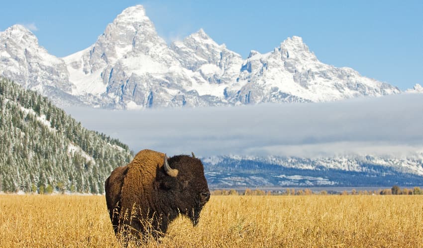 A lone bison stands in a yellow meadow clearing with the peaks of the Grand Tetons visible in the background