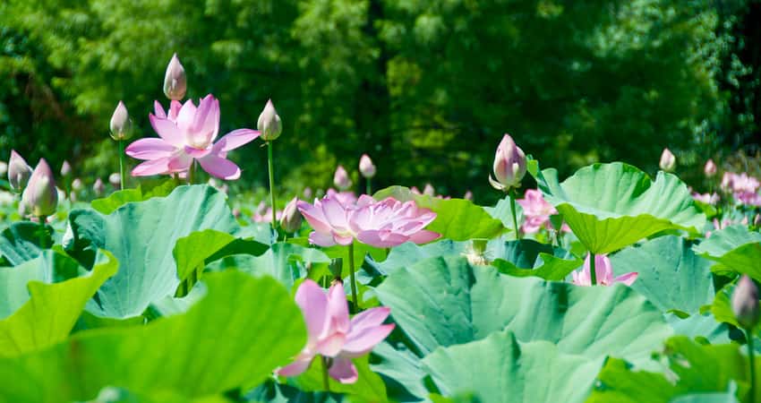 A close up of blooming lotuses at the Kenilworth Aquatic Gardens