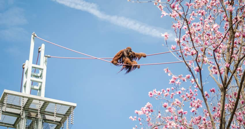 A great ape climbing a course at the National Zoo