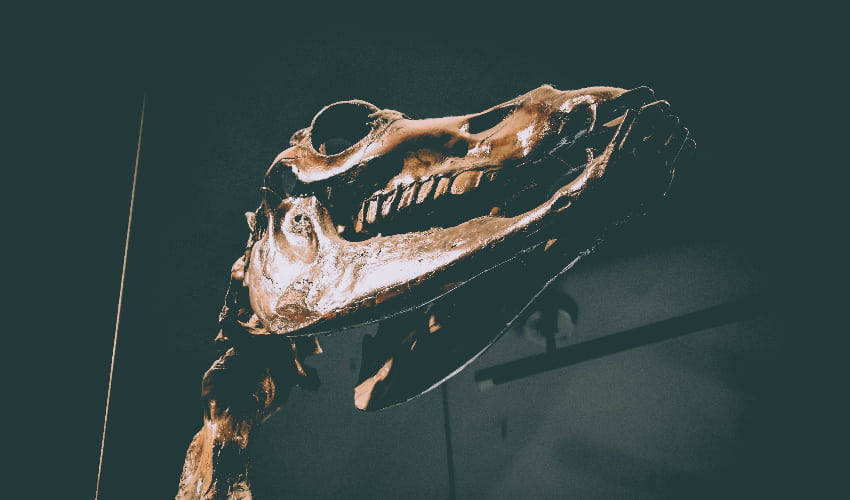 A fossil replica of an herbivore on display La Brea Tar Pits Museum