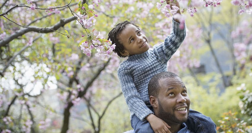 A child sits on their parent's shoulders and reaches for a flower on a cherry blossom tree