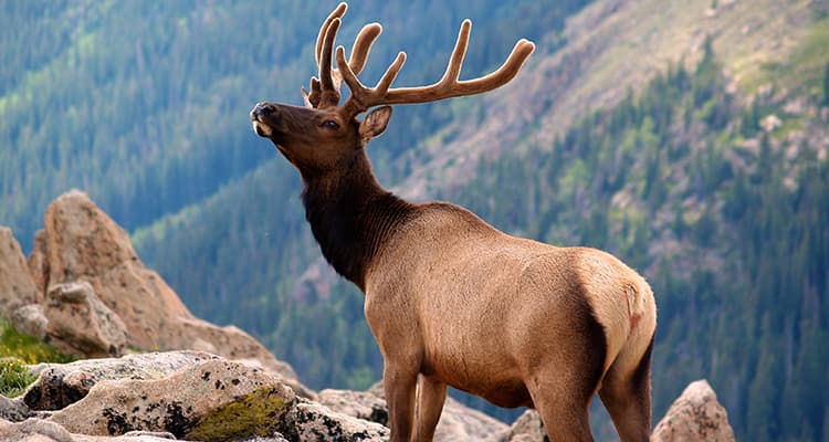 An elk lifts its head while standing on a cliff face