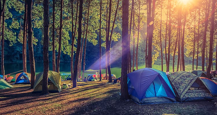 A group of tents pitched in a patch of sunny woods