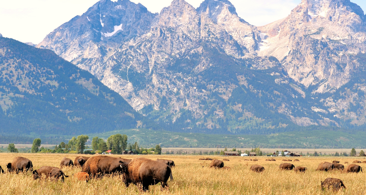 grand teton national park bus rentals