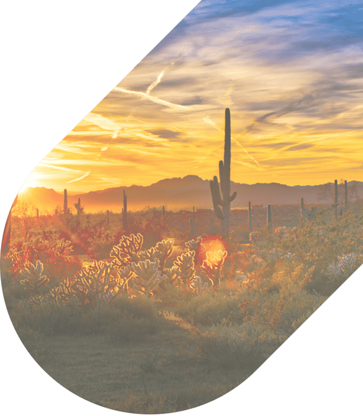 cacti sitting in an open desert area at dusk