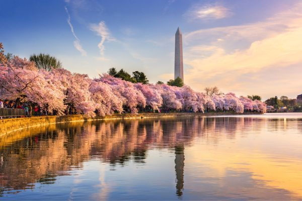 a long row of pink cherry blossom trees along a pond in front of the washington monument
