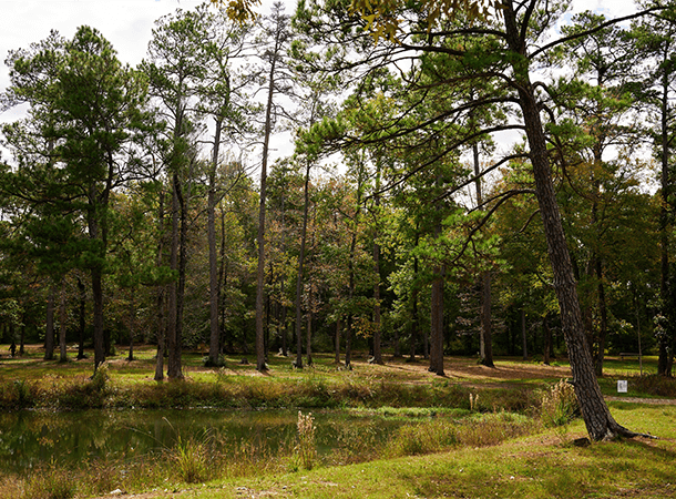 a forest and small pond in spring, texas