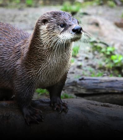 An otter peers earnestly into the distance
