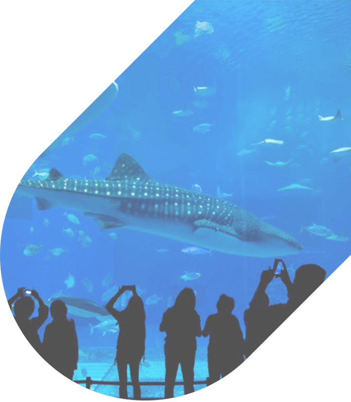 Shark floating by at Georgia Aquarium