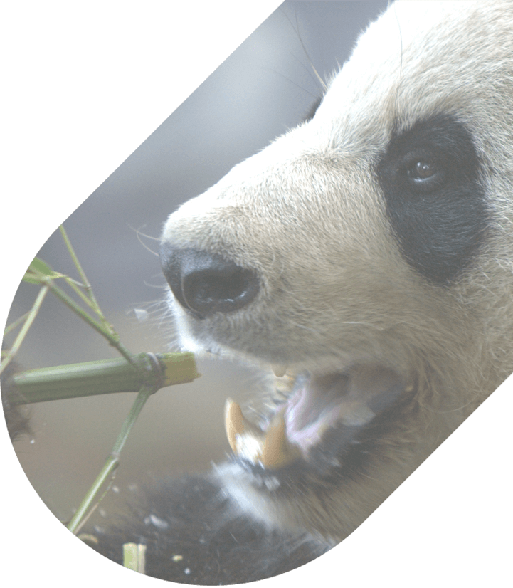 A panda chews on a stick of bamboo
