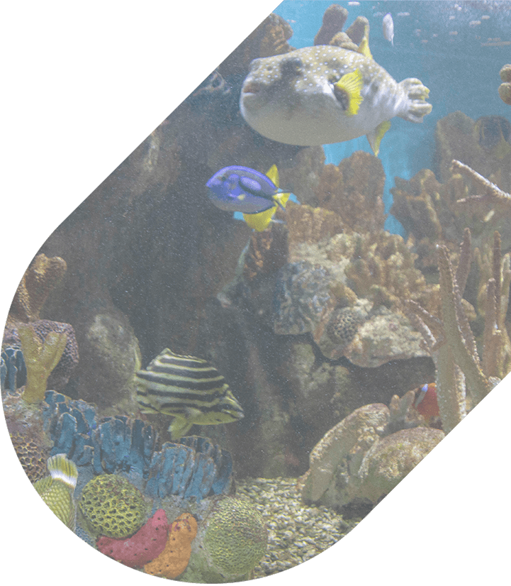 Fish in front of a coral reef