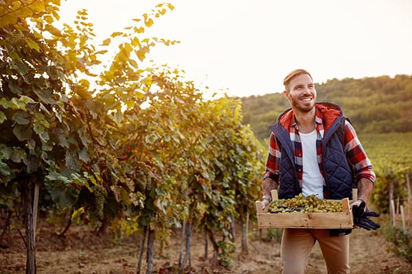 A laborer carries a crate of grapes at a vineyard