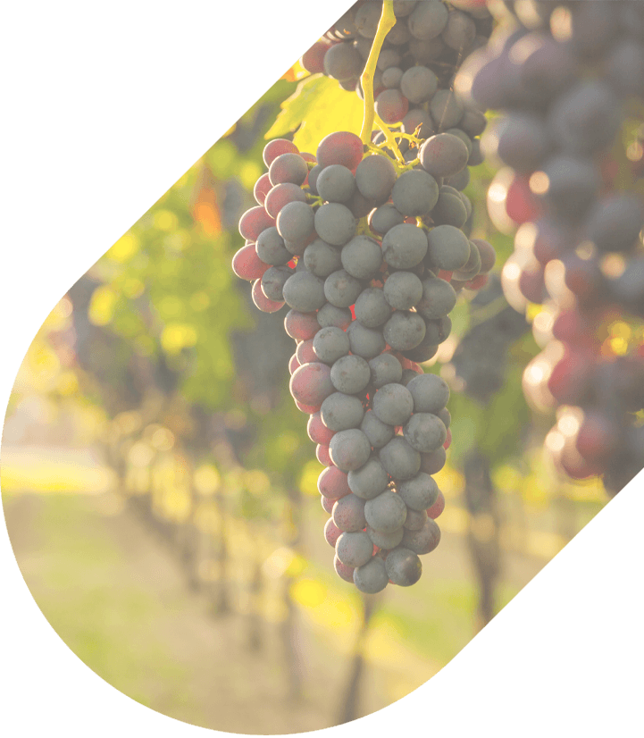 A grape on a vine in Napa Valley