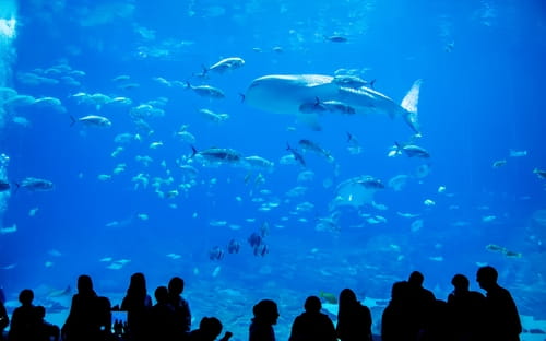 A group of people looking at a Georgia Aquarium tank filled with fish
