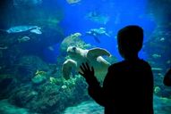young student looking at a sea turtle at the aquarium