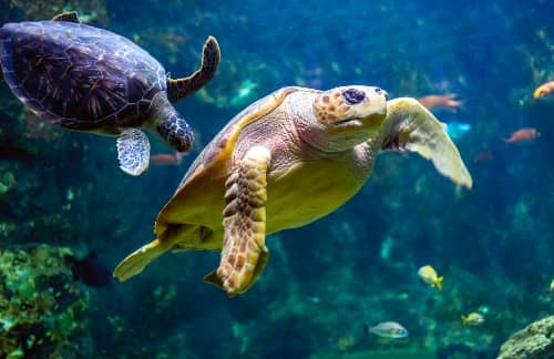 sea turtles in a tank at Shedd Aquarium