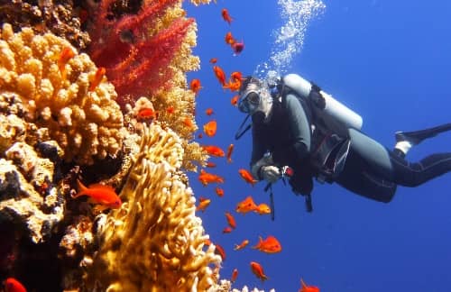 a diver with coral reefs in Shedd Aquarium