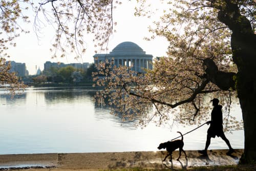 view of the jefferson memorial with cherry blossoms