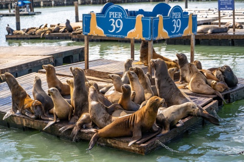 sea lions at pier 39