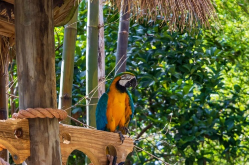 a macaw at the audubon zoo