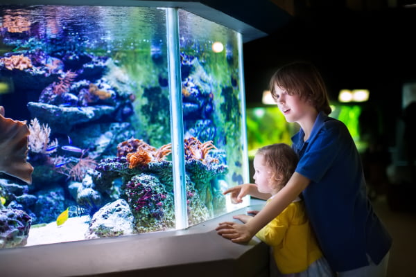 two children observe a fish tank in the New England Aquarium